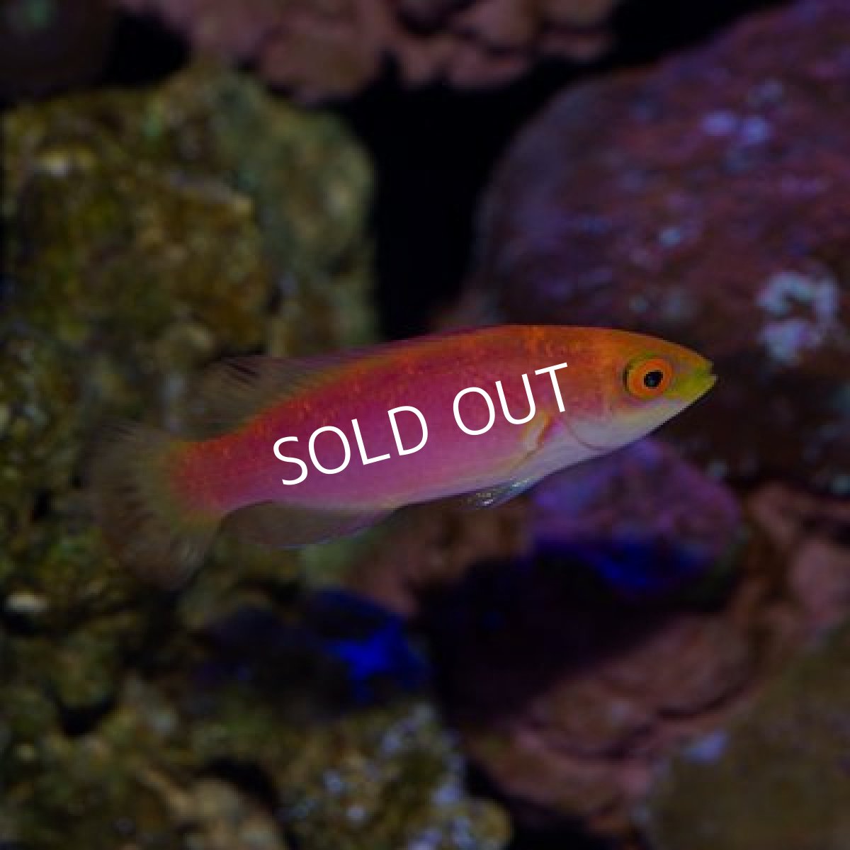 画像3: ハワイアンフレームラス　トリオ (3)