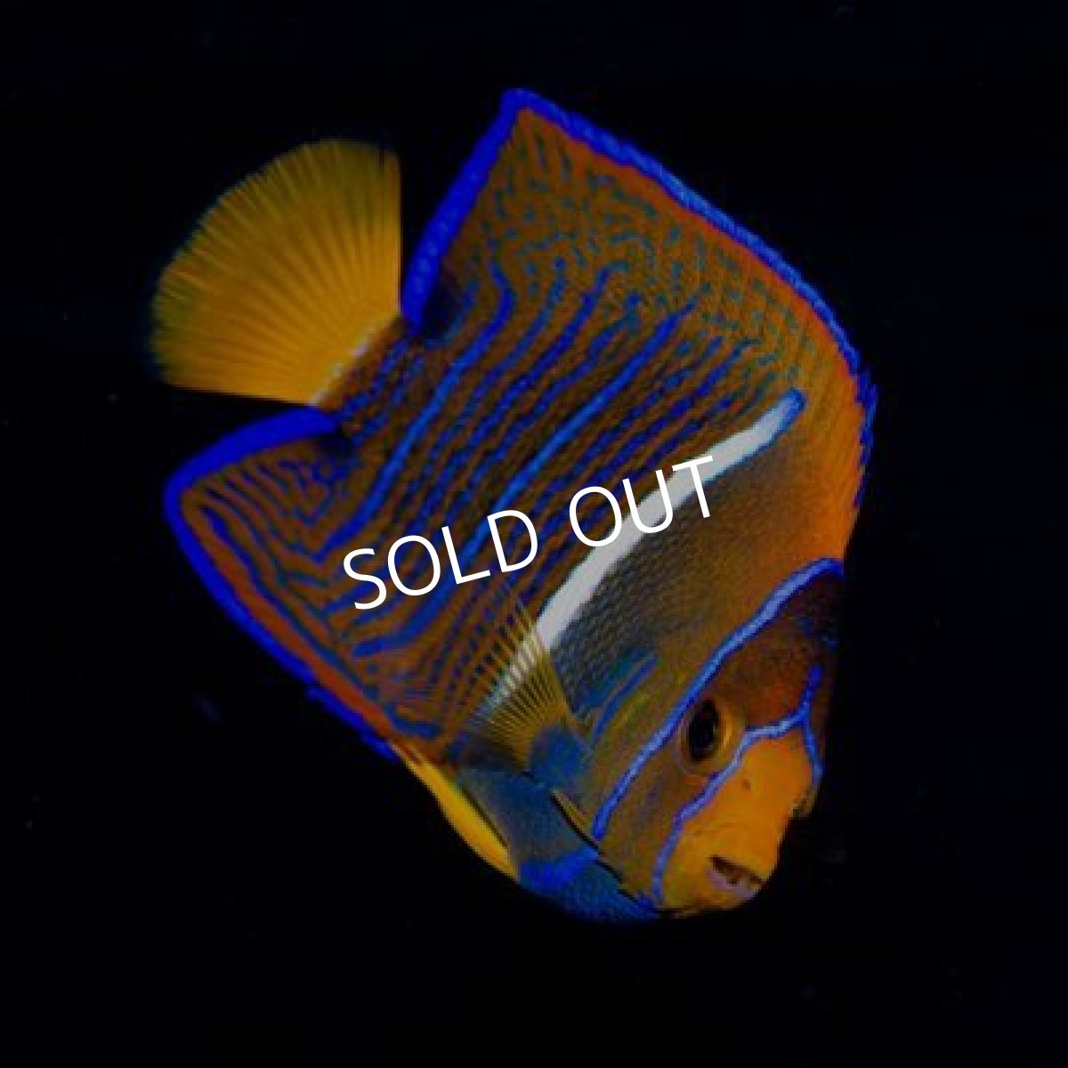 画像2: ■SALE■20％ＯＦＦ パッサーエンゼル　SM (2)