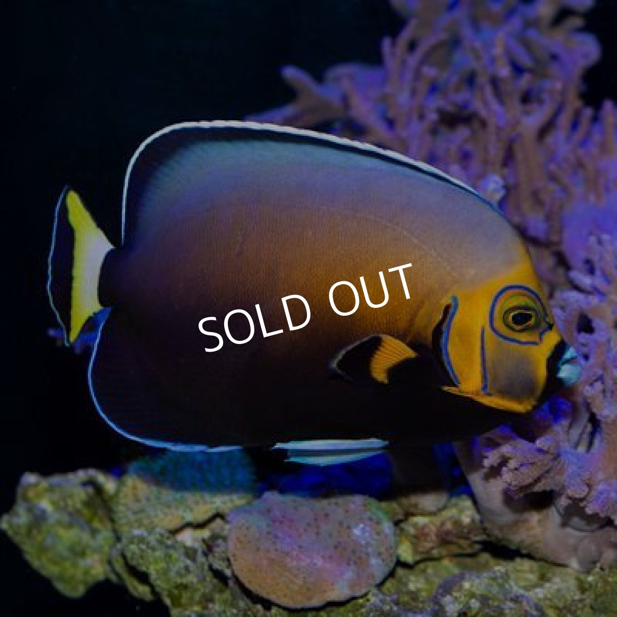 画像4: コンスピキュオスエンゼル  (4)