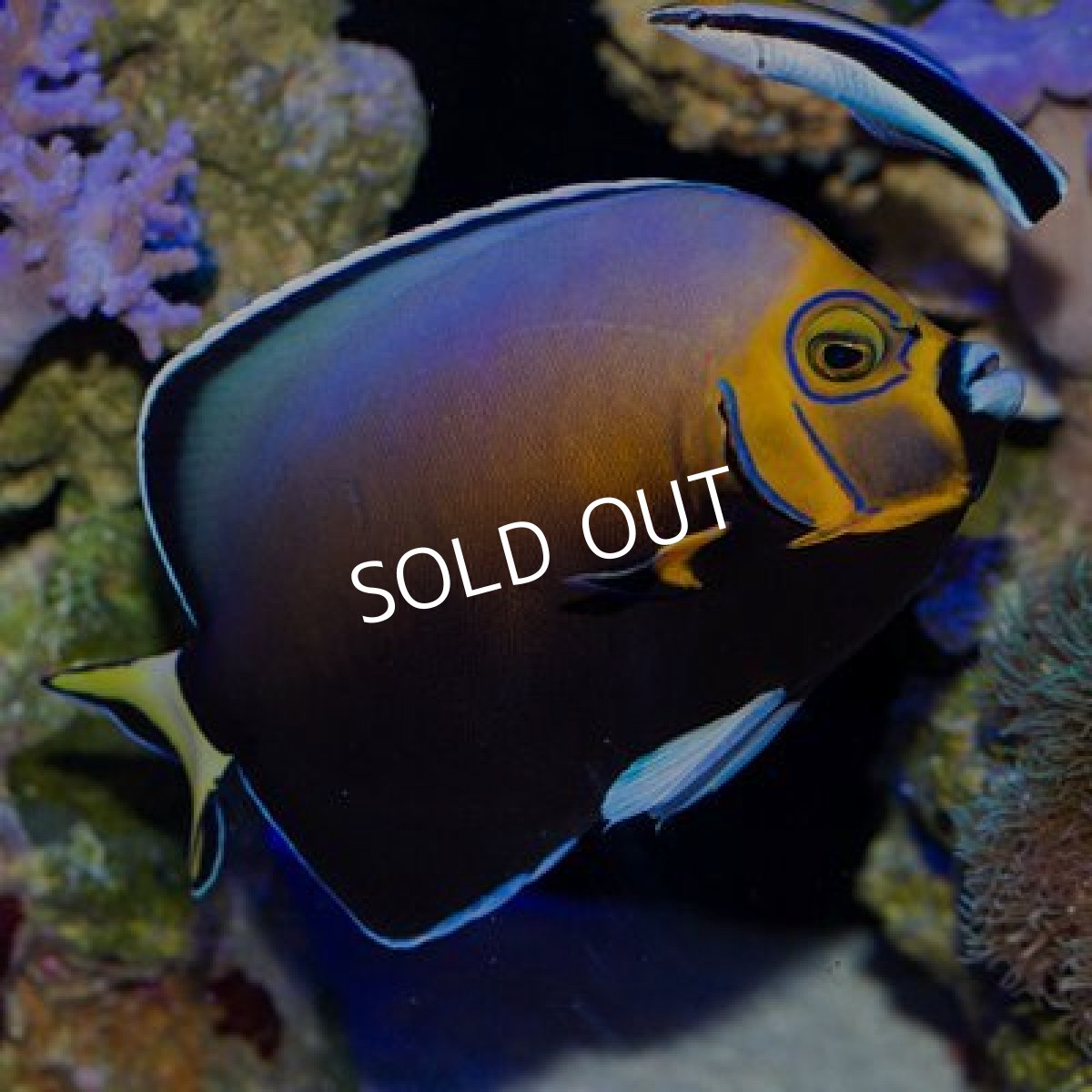 画像5: コンスピキュオスエンゼル  (5)