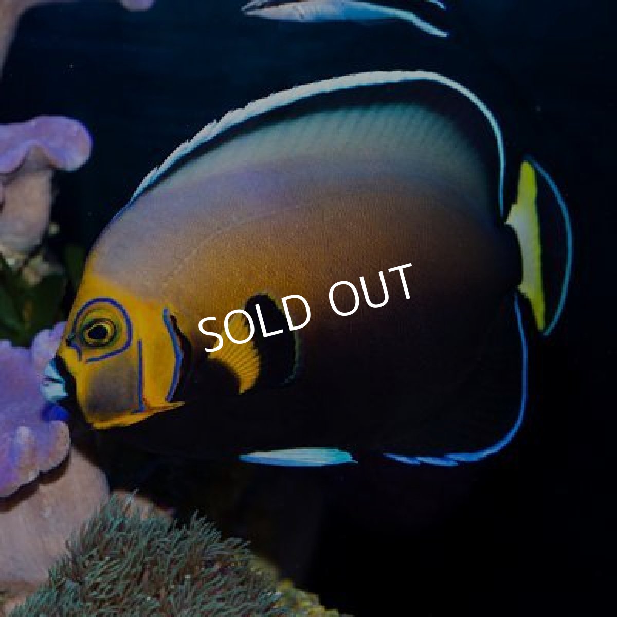 画像3: コンスピキュオスエンゼル  (3)