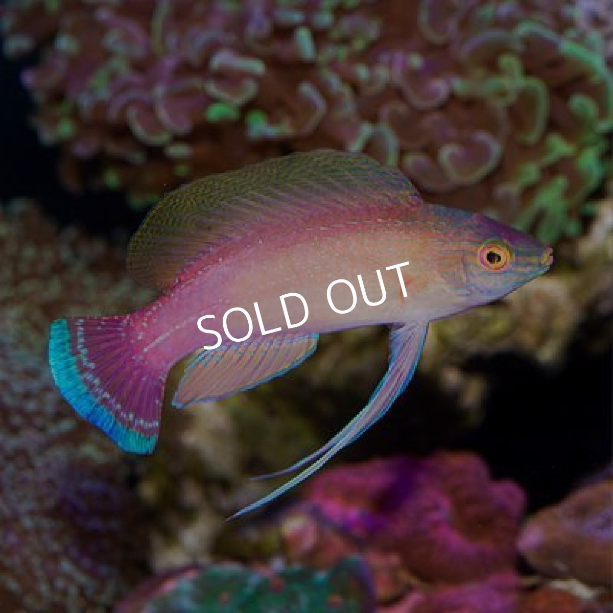 画像3: ■期間限定ポイント２０倍■パイルズフェアリーラス　♂ (3)