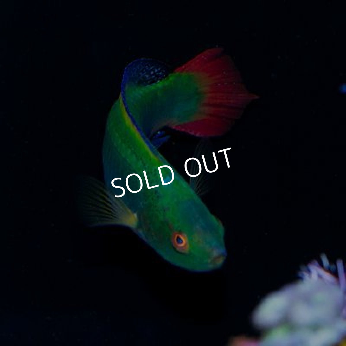 画像2: タヒチ産　スコットラス　♂ (2)