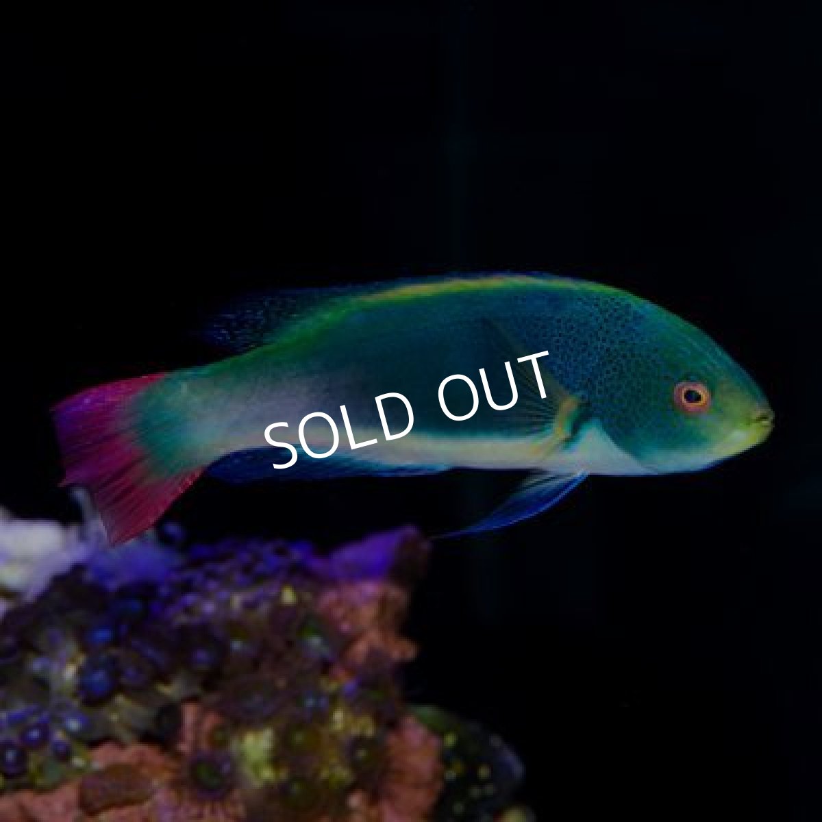 画像3: タヒチ産　スコットラス　♂ (3)