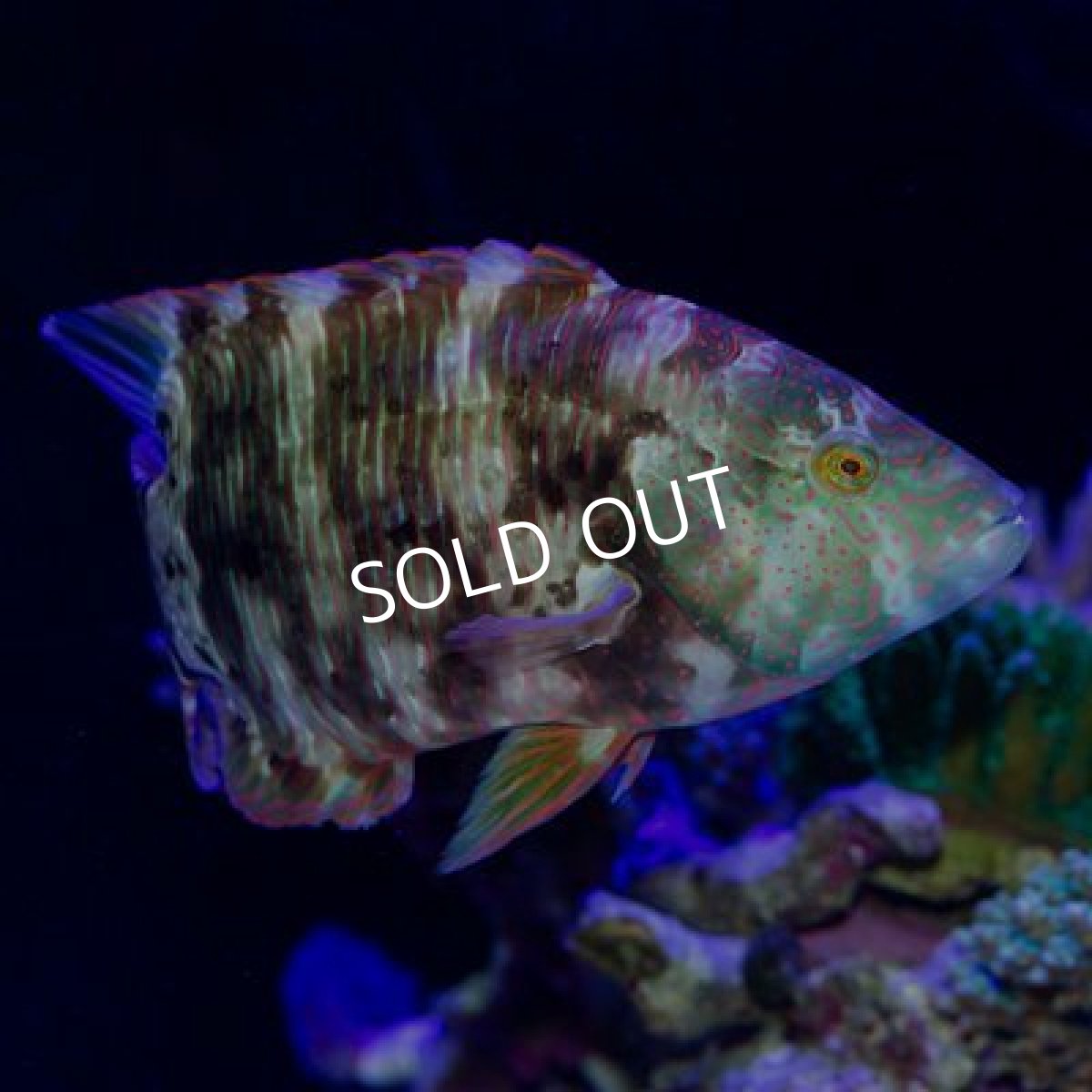 画像2: ブルームテールラス (2)