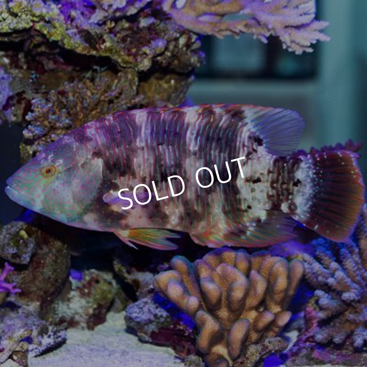 画像3: ブルームテールラス (3)