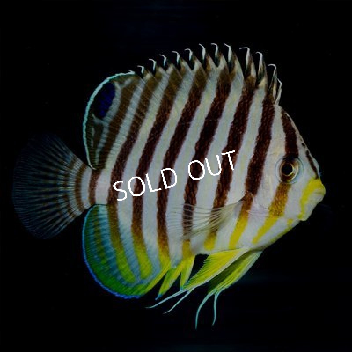 画像2: マーシャル産　シマヤッコ　 (2)