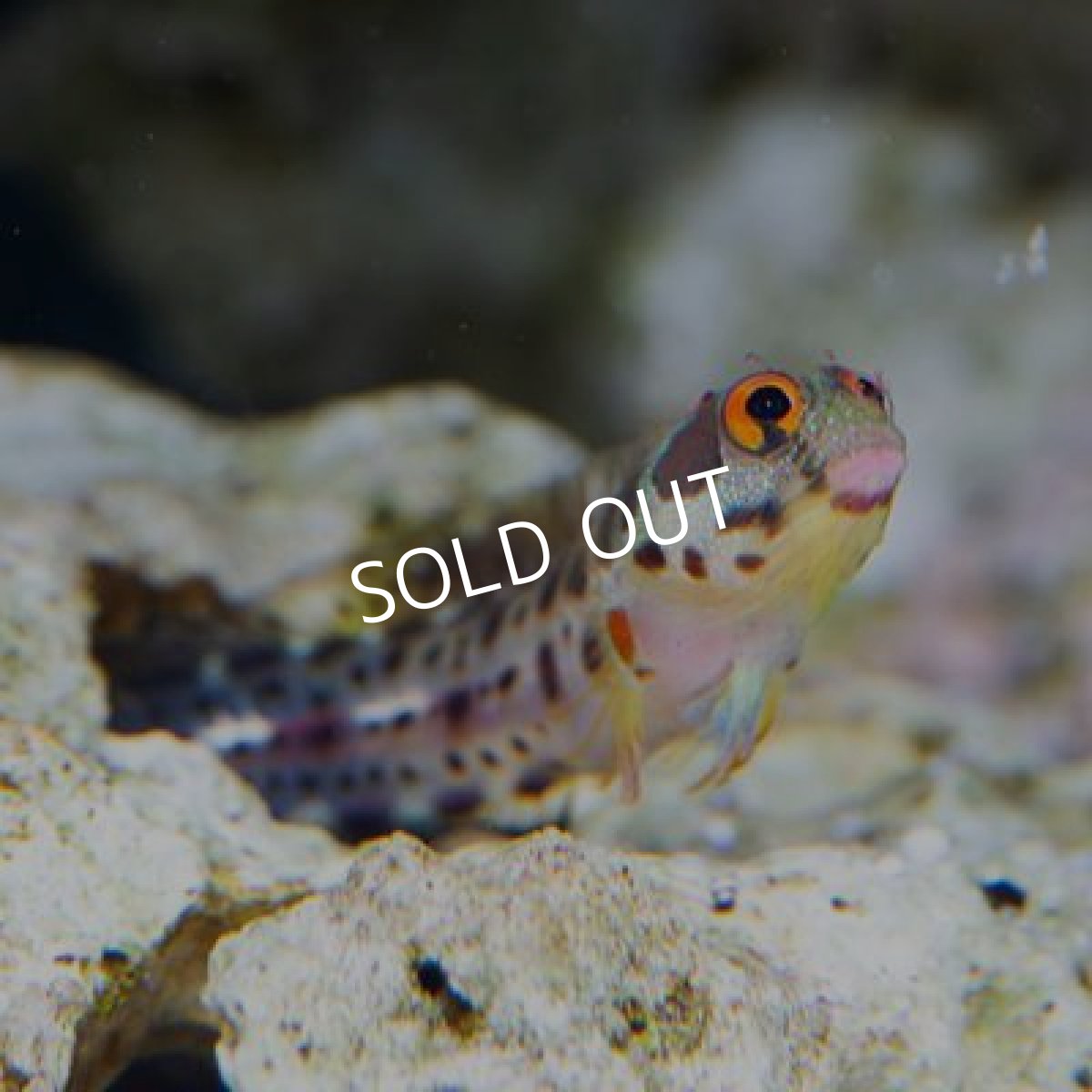 画像4: バーナクルブレニー (4)