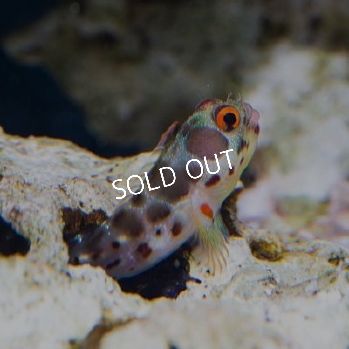 画像2: バーナクルブレニー (2)