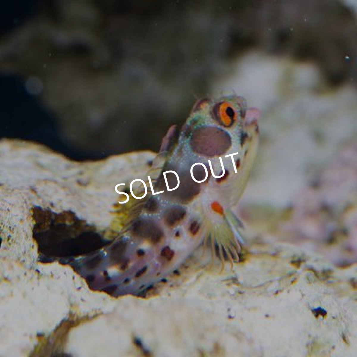 画像3: バーナクルブレニー (3)