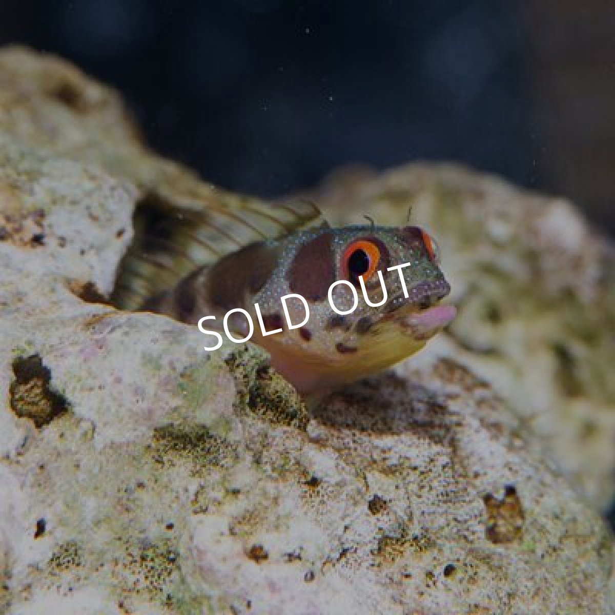 画像2: バーナクルブレニー No.2 (2)