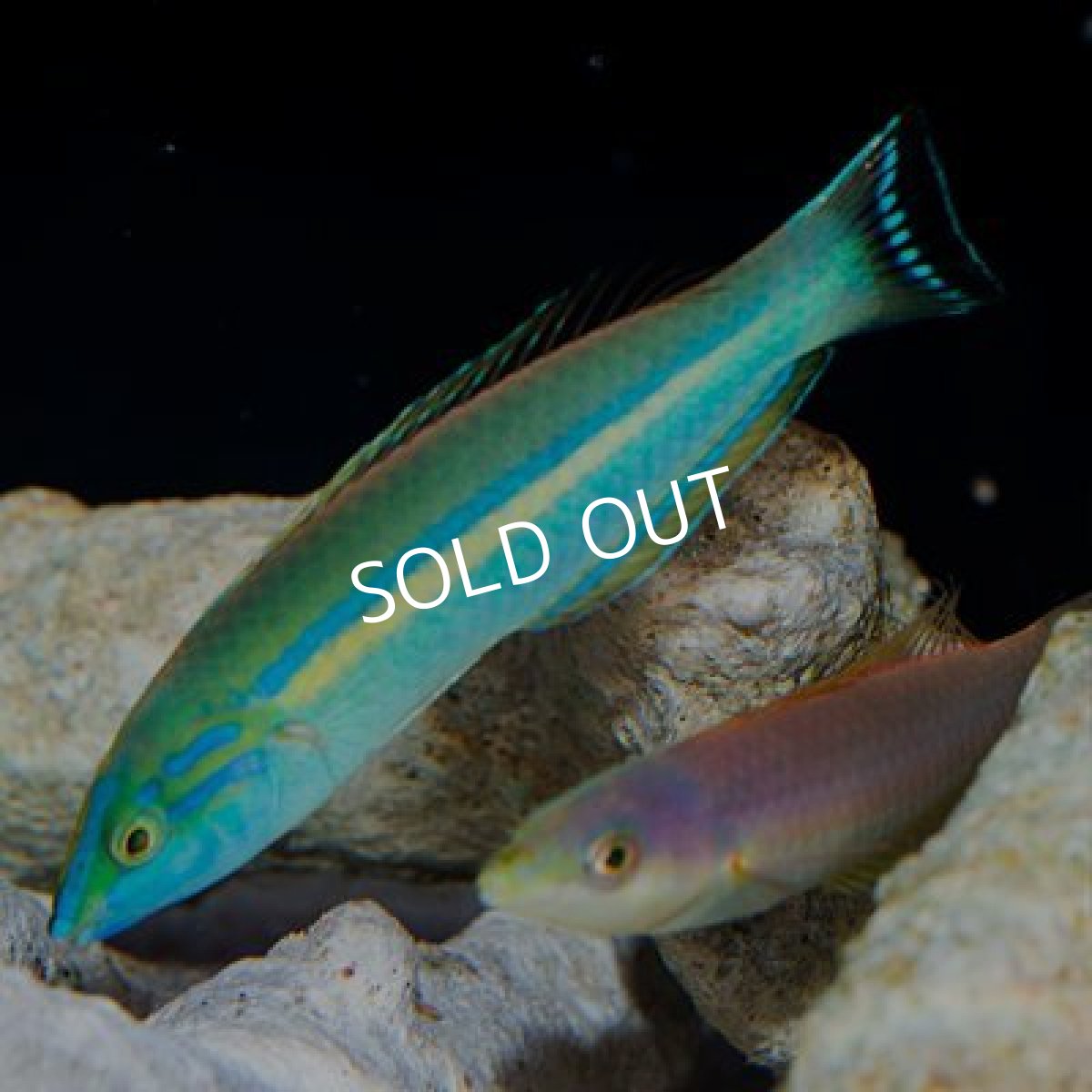 画像2: ■期間限定ポイント１０倍■スプレンディッドラス　ペア　フィジー (2)