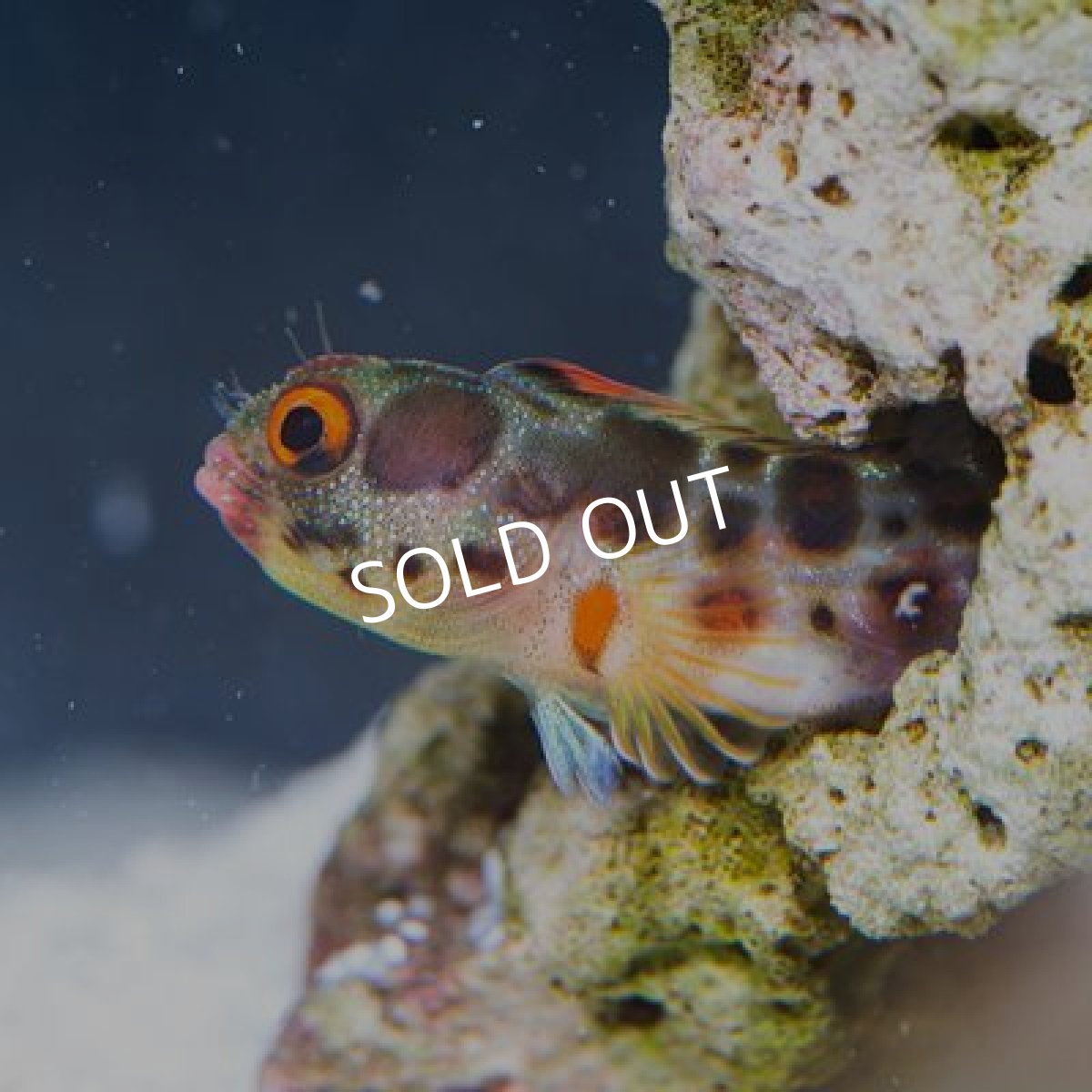 画像2: バーナクルブレニー No.3 (2)