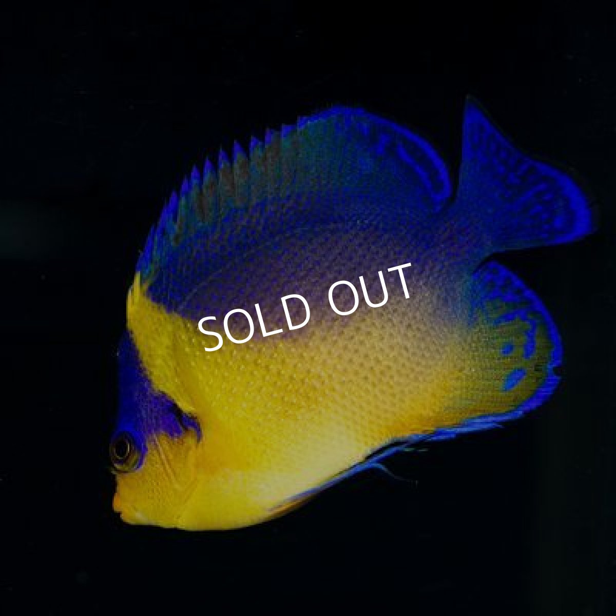 画像2: 八重山産 スミレヤッコ L (2)