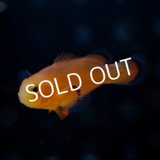 クマノミ＆スズメダイ - 海水魚専門店 ceppo onlinestore