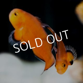 クマノミ＆スズメダイ - 海水魚専門店 ceppo onlinestore