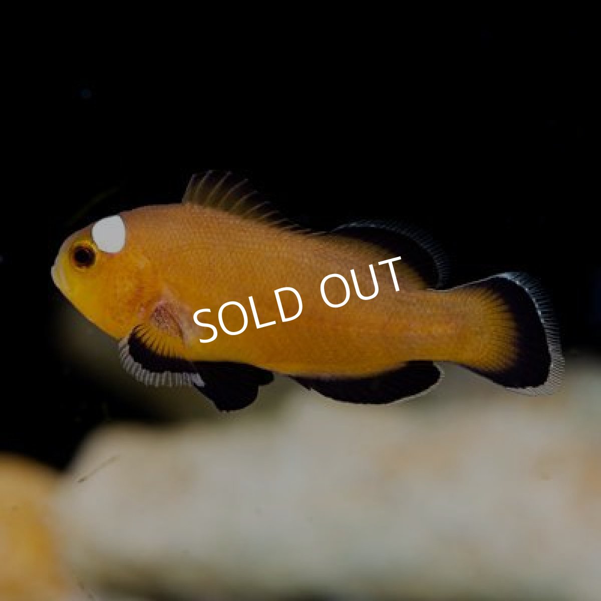 画像2: ■期間限定ポイント２０倍■プレミアム・モカドミノ Proaquatix (2)