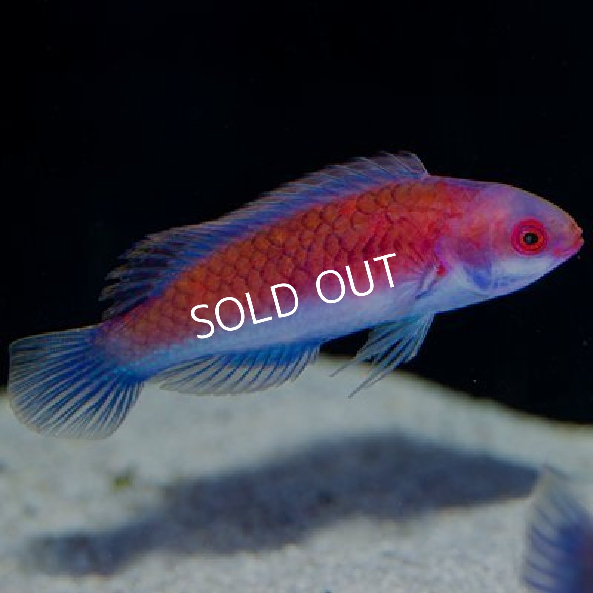 画像3: ダーウィングローフェアリーラス ペア (3)