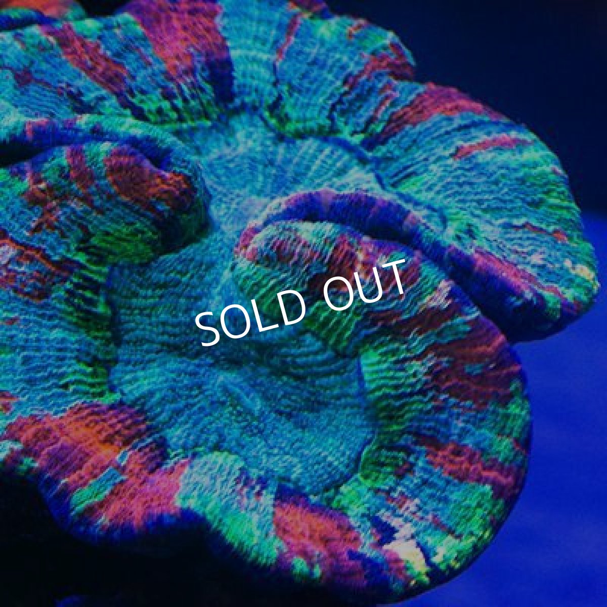 画像2: ■期間限定ポイント１０倍■セレクト・LPS　ブレインコーラル No.9 (2)