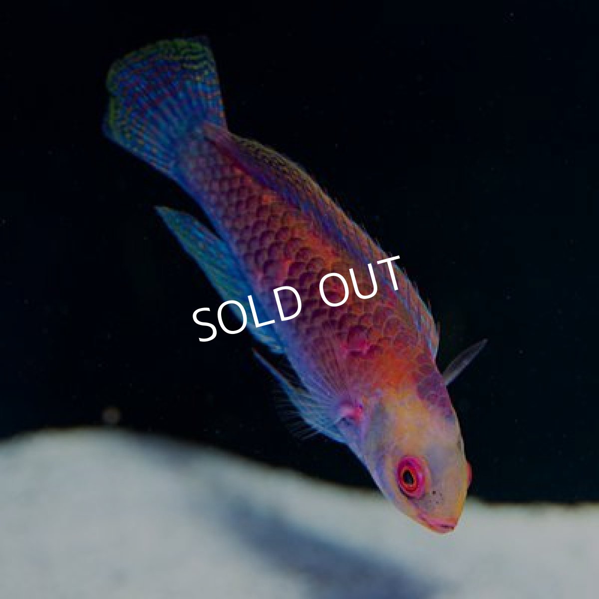 画像2: ダーウィングローフェアリーラス ペア (2)