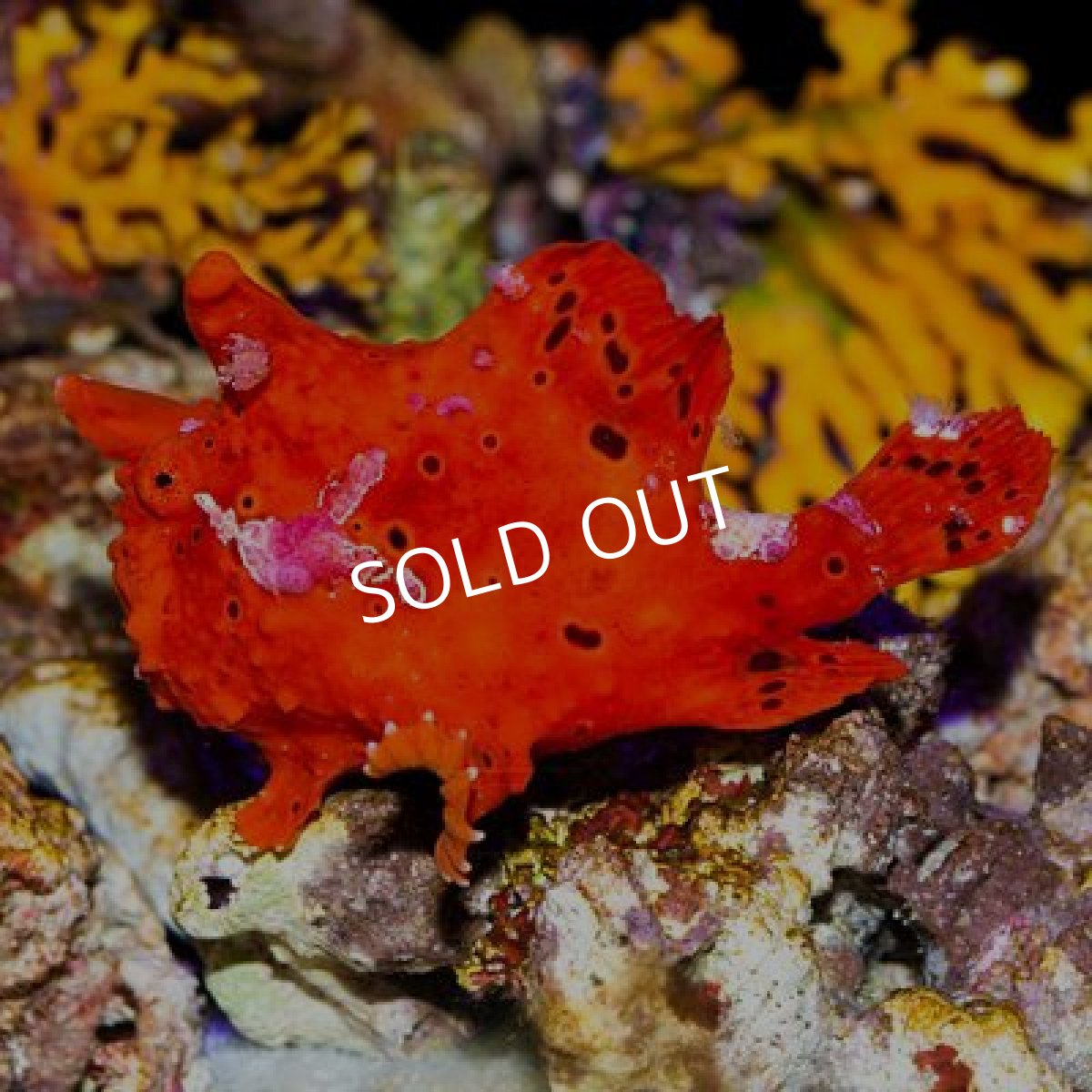 画像2: ■期間限定ポイント１０倍■クマドリカエルアンコウ　レッド (2)