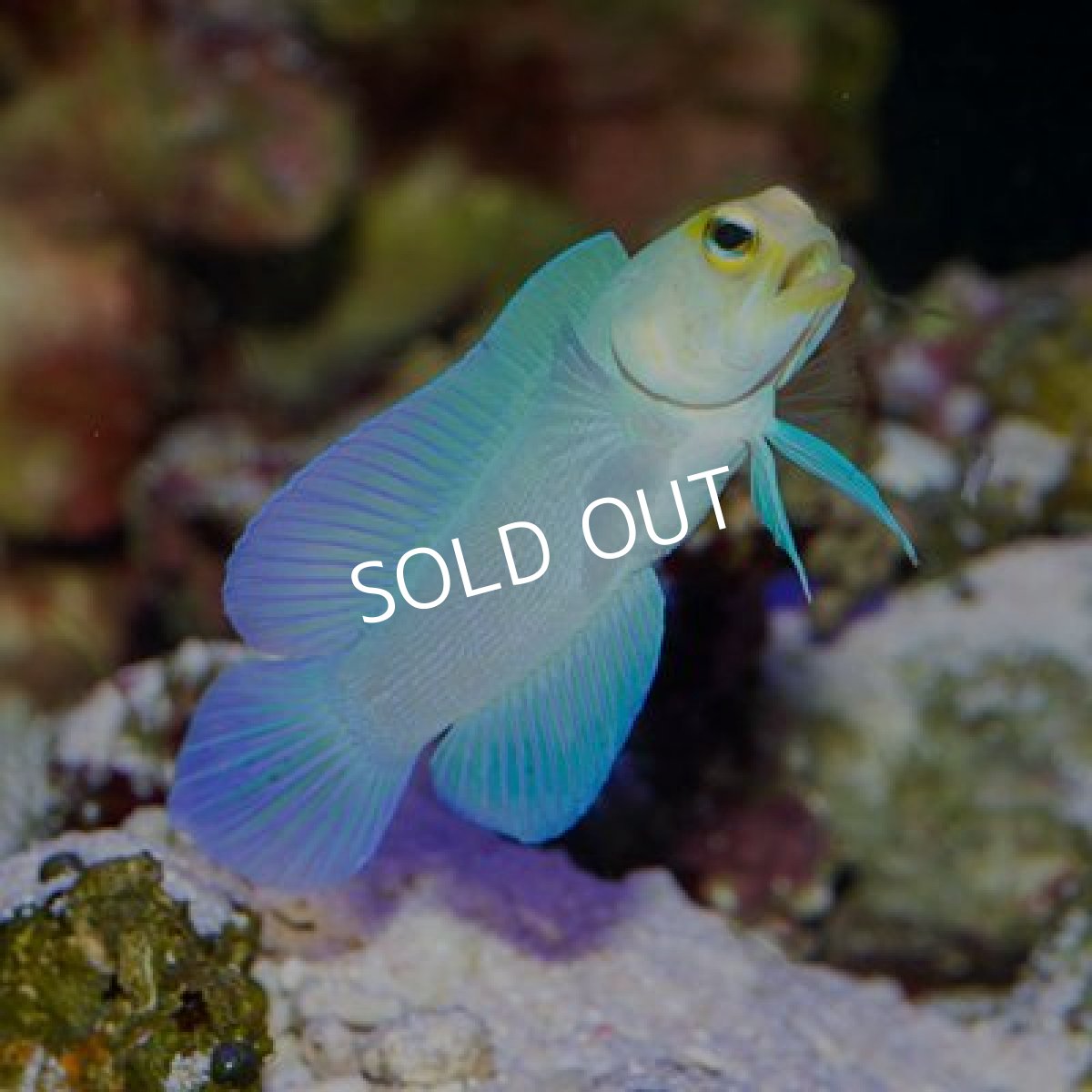 期間限定ポイント10倍 イエローヘッドジョーフィッシュ 海水魚専門店 ceppo onlinestore 期間限定ポイント10倍 イエローヘッドジョーフィッシュ 海水魚専門店 ceppo onlinestore