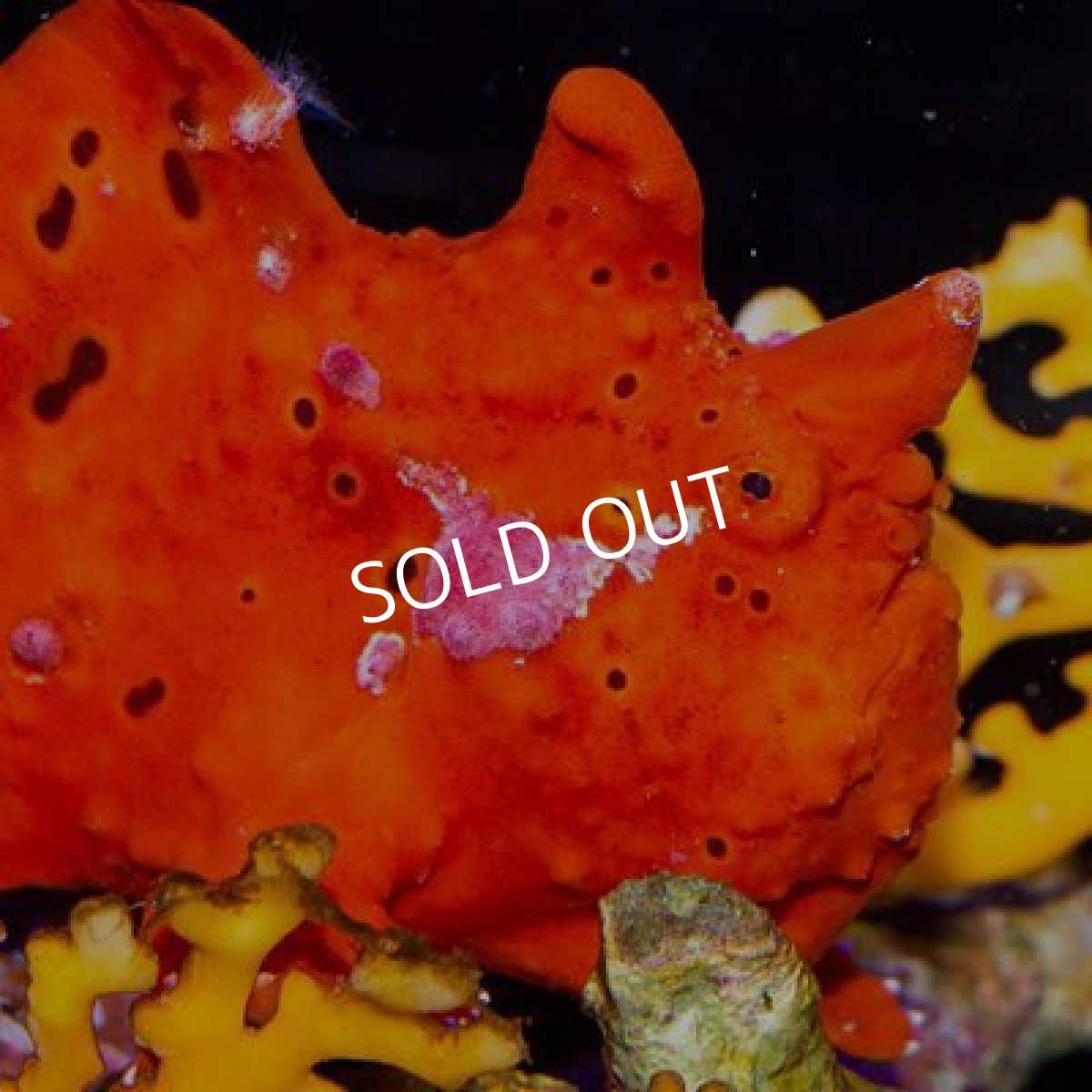 画像3: ■期間限定ポイント１０倍■クマドリカエルアンコウ　レッド (3)