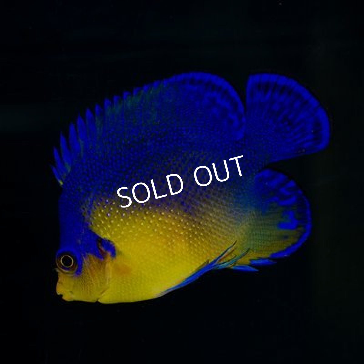 画像2: ■期間限定ポイント10倍■八重山産 スミレヤッコ No.1 (2)