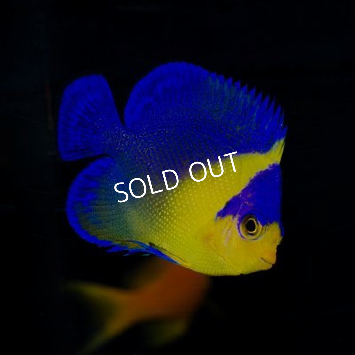 画像2: ■期間限定ポイント10倍■八重山産 スミレヤッコ No.2 (2)