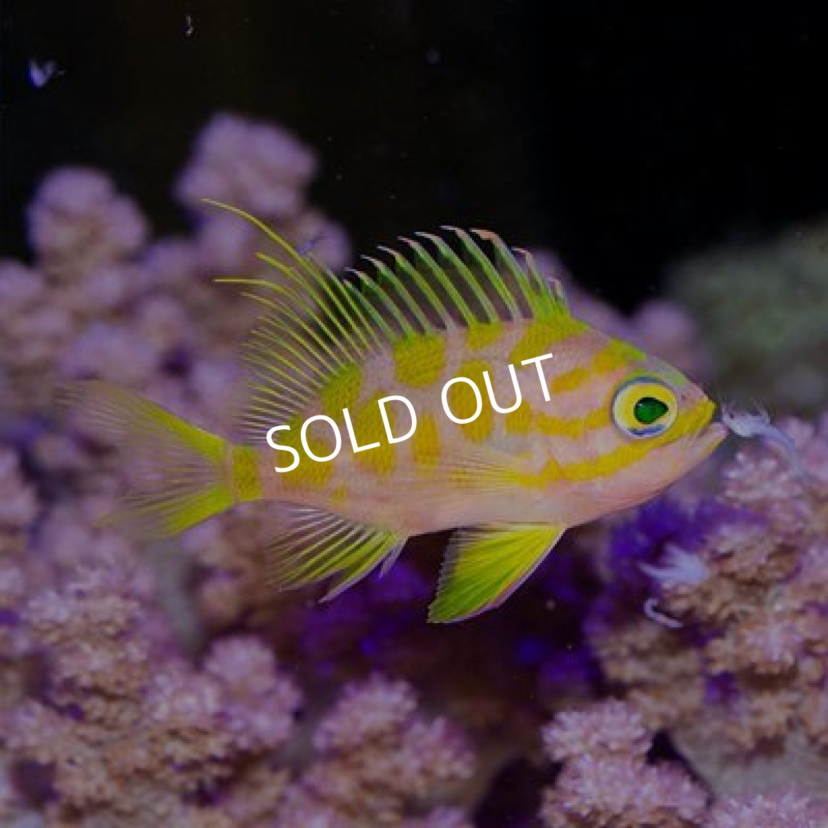 画像3: ■ＳＡＬＥ■　マダラハナダイ (3)