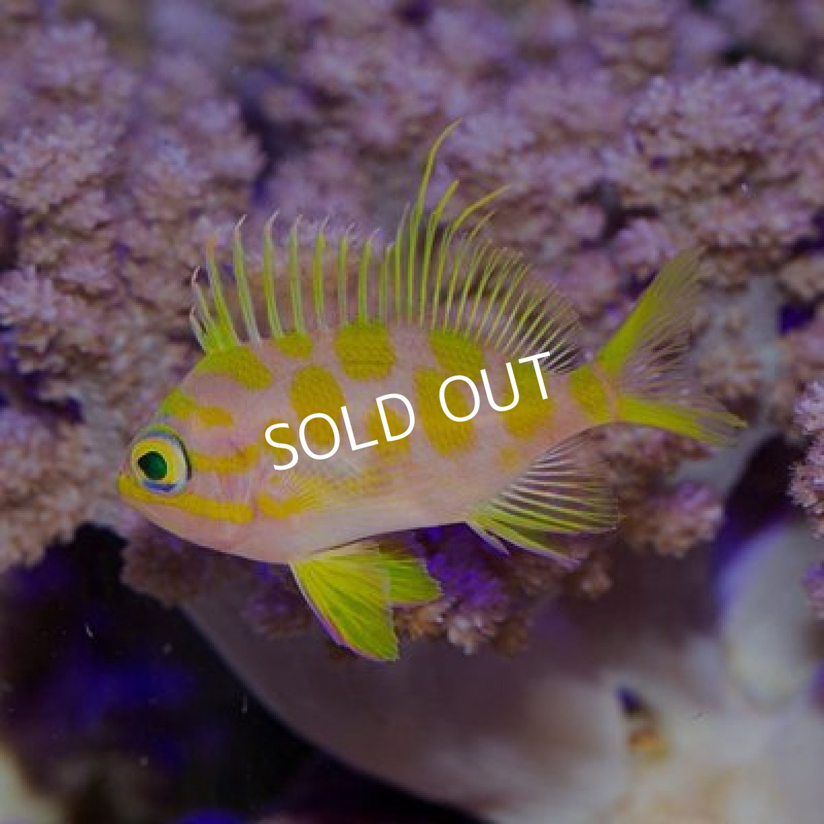 画像2: ■ＳＡＬＥ■　マダラハナダイ (2)