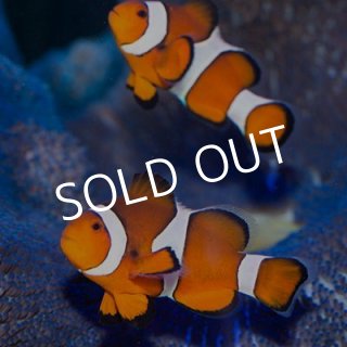 クマノミ＆スズメダイ - 海水魚専門店 ceppo onlinestore