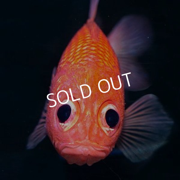□SALE□ カージナルソルジャーフィッシュ - 海水魚専門店