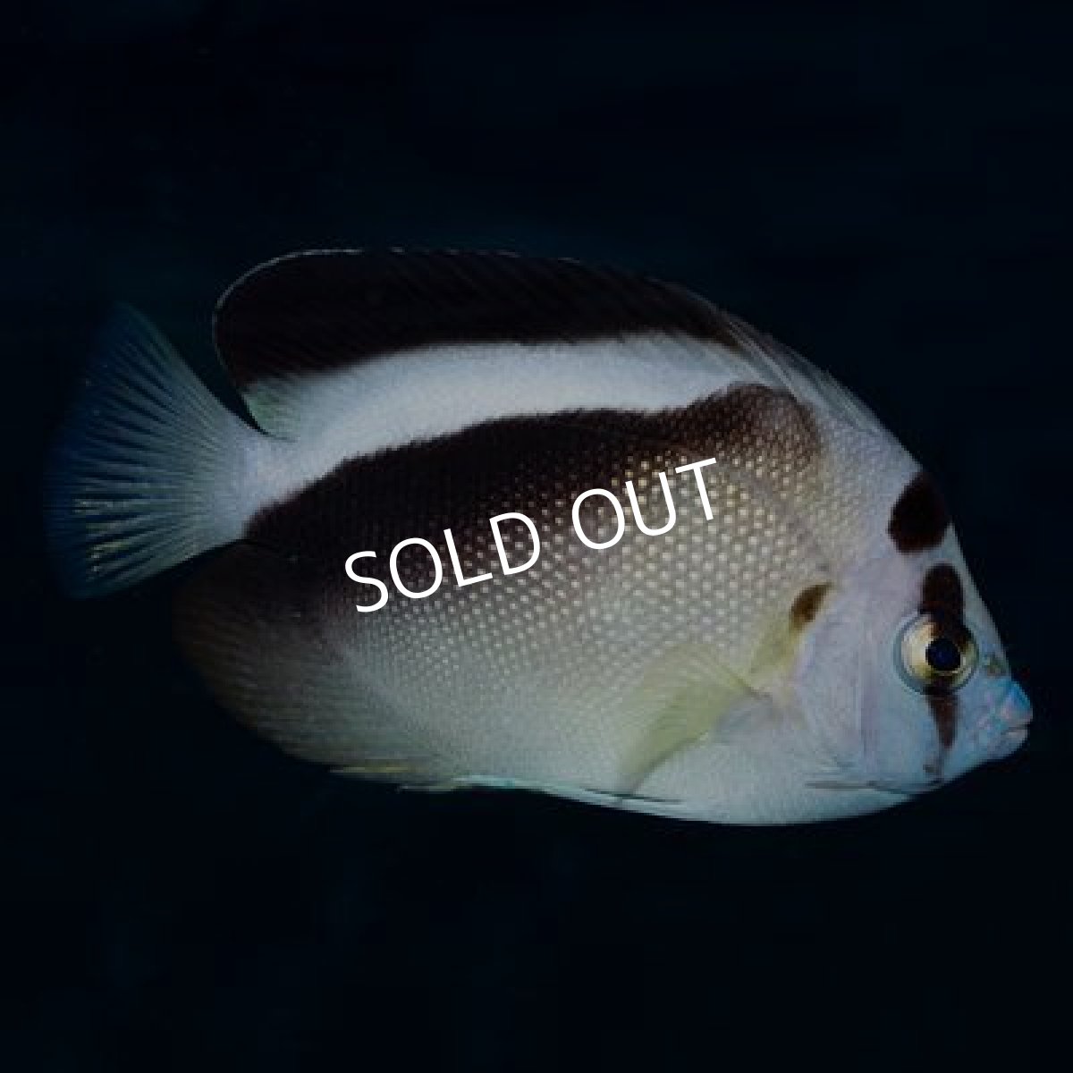 画像2: ■ＳＡＬＥ■　グリフィスエンゼル (2)