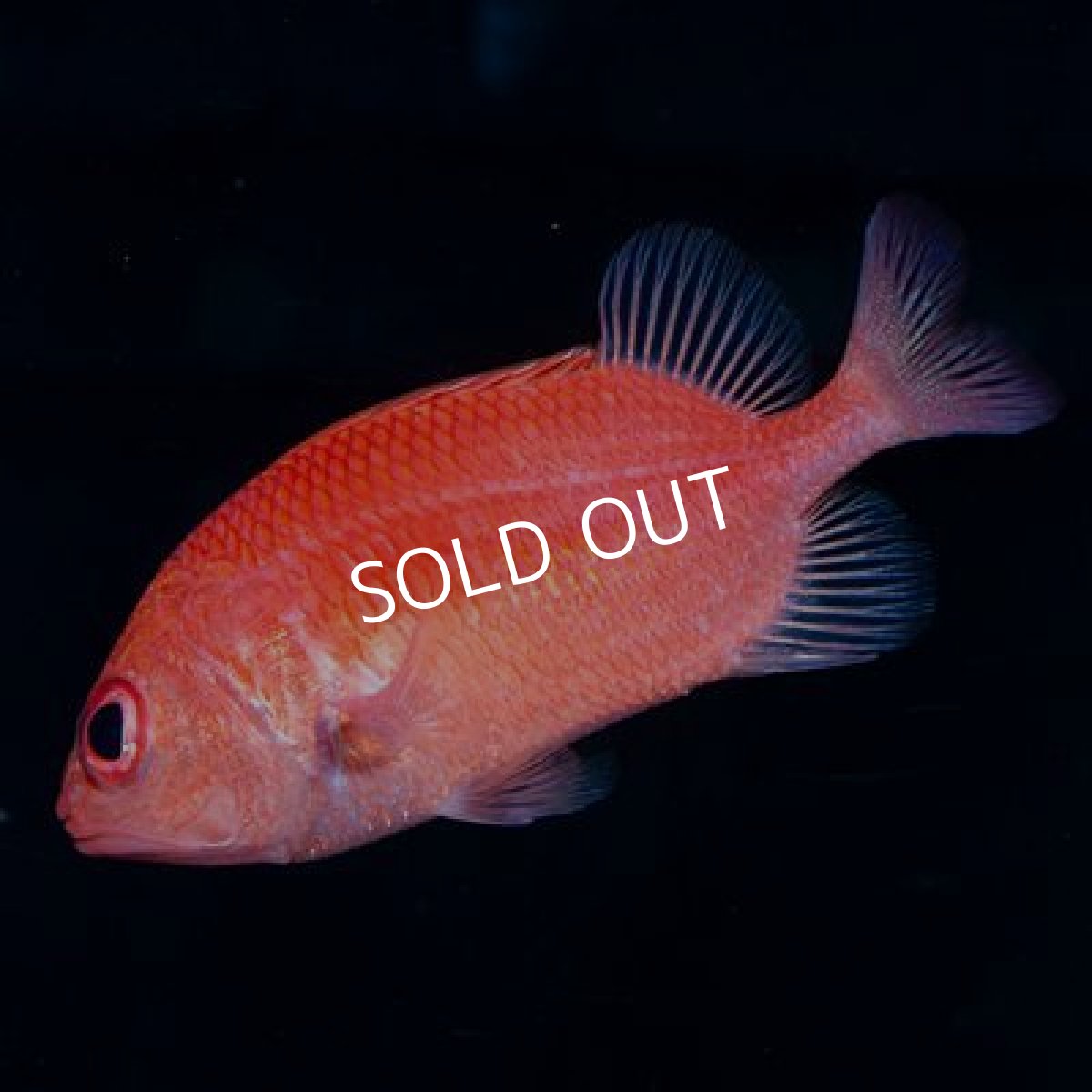 画像2: ■SALE■ カージナルソルジャーフィッシュ (2)