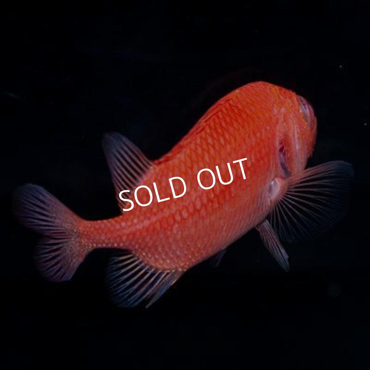 画像3: ■SALE■ カージナルソルジャーフィッシュ (3)