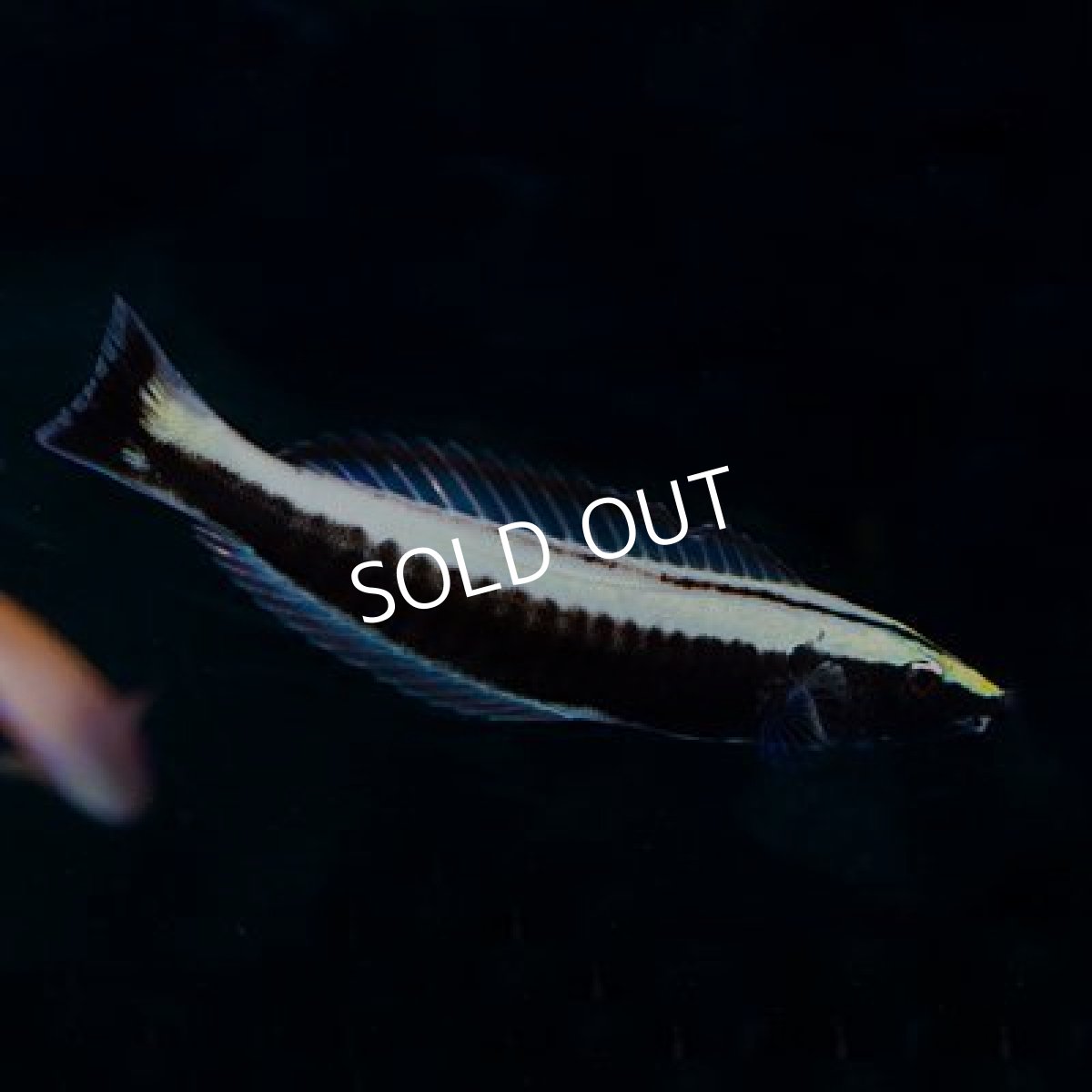 画像2: ■期間限定ポイント１０倍■ナメラベラ　幼魚 (2)