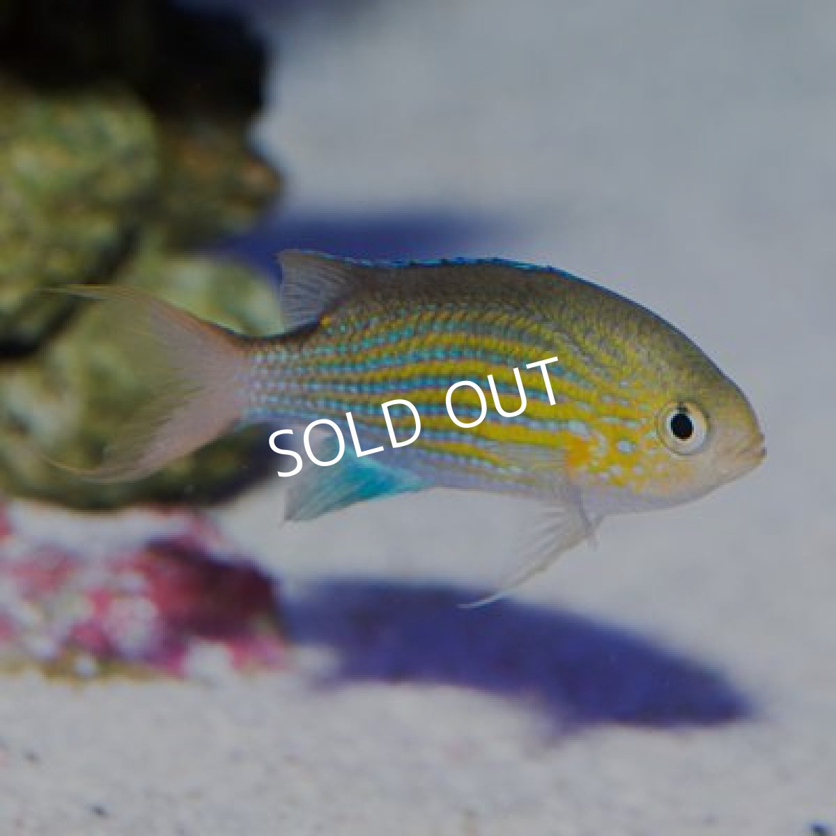 画像2: ■期間限定ポイント１０倍■ラインドクロミス (2)