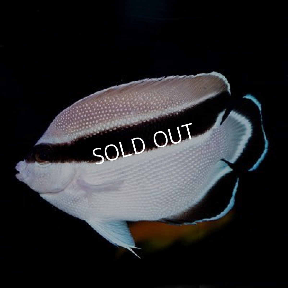 画像2: ブラックバンディットエンゼル　S (2)