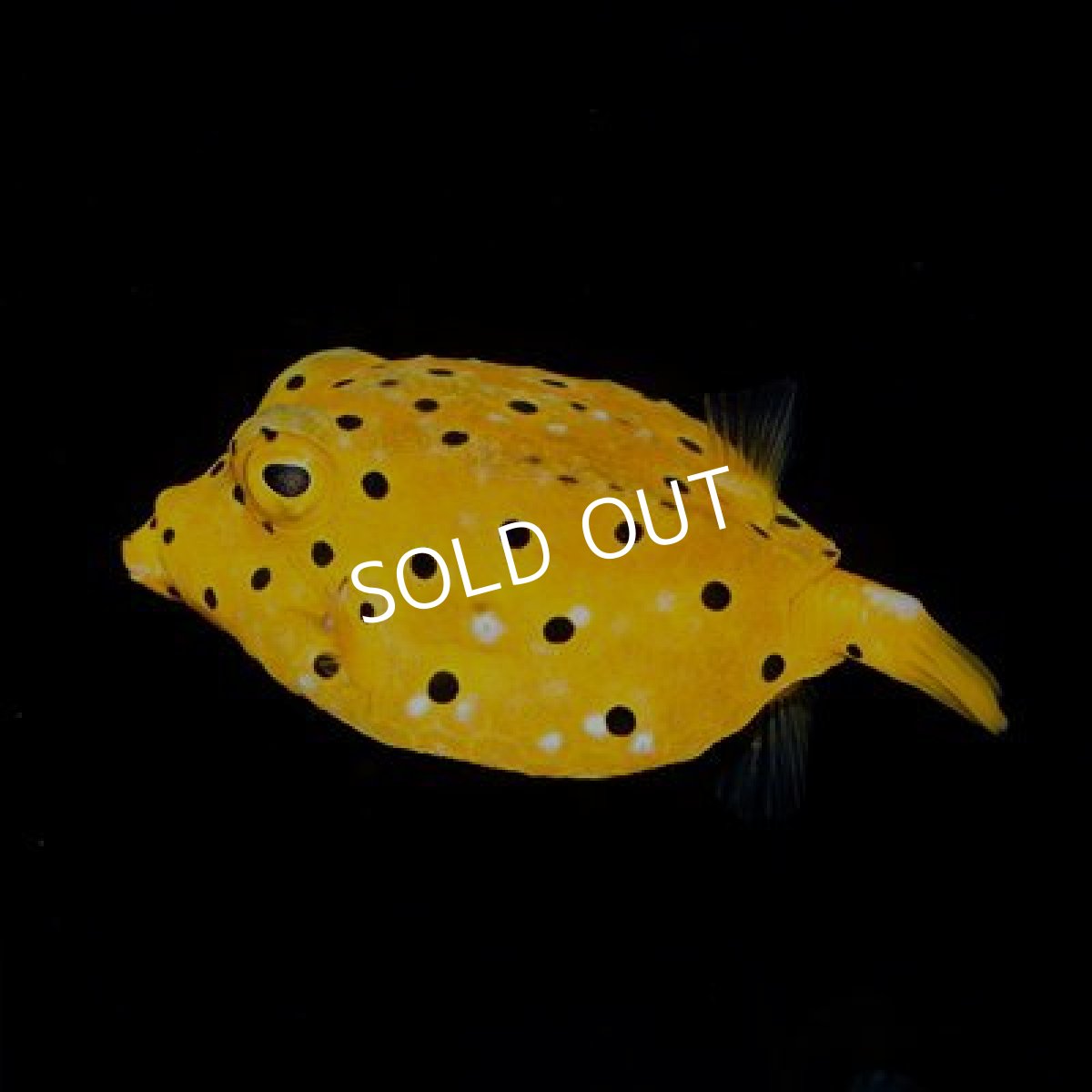 画像2: ■期間限定ポイント１０倍■ミナミハコフグ No.2 (2)