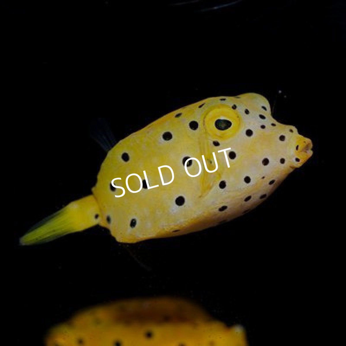 画像2: ■期間限定ポイント１０倍■ミナミハコフグ No.1 (2)