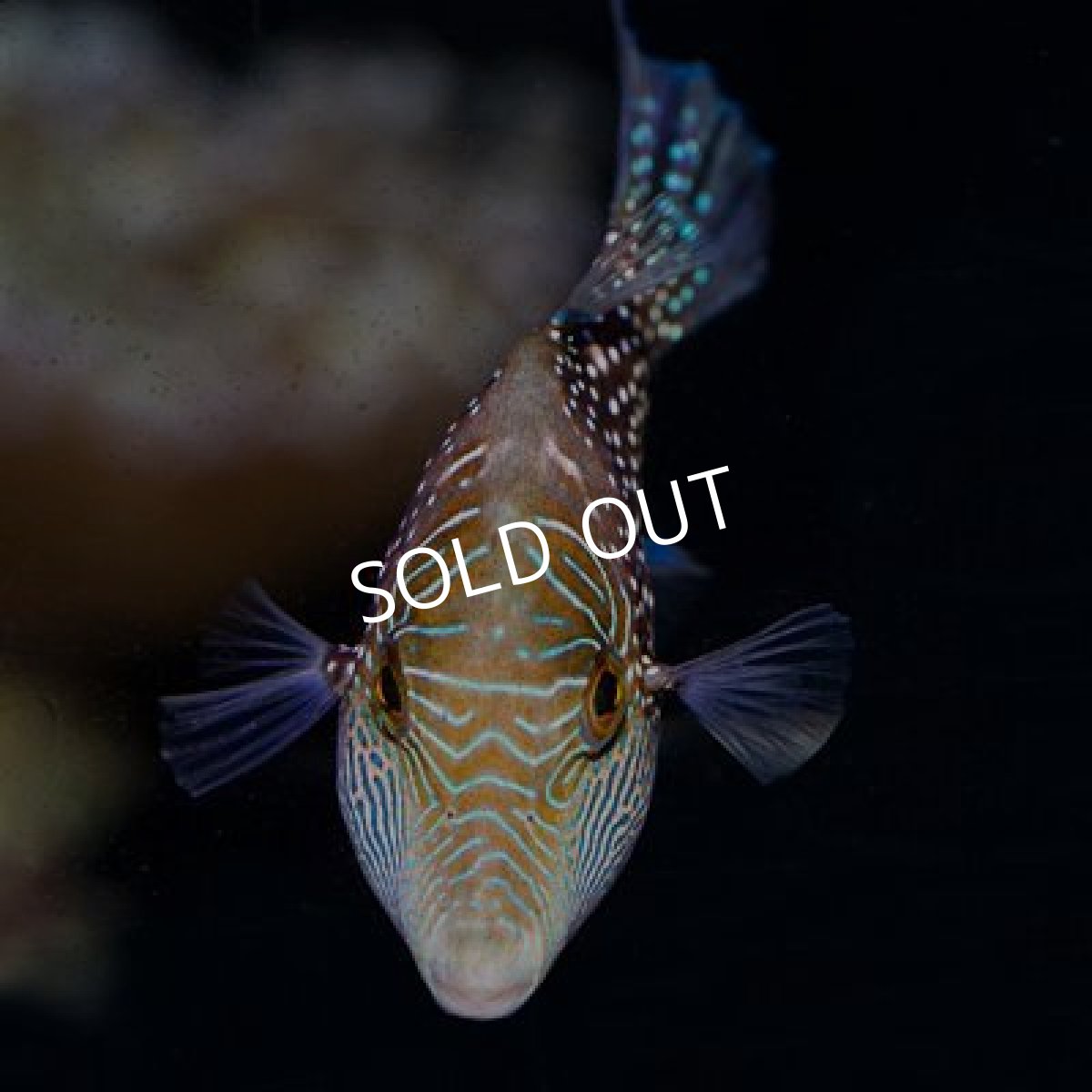 画像2: ■期間限定ポイント１０倍■ハワイアンスポッテッドトビー (2)