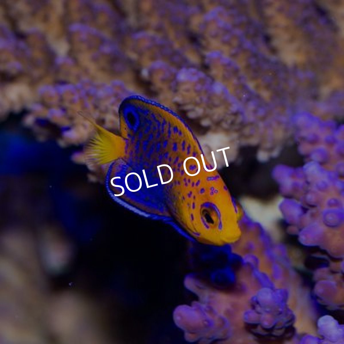 画像2: ■期間限定ポイント10倍■レンテンヤッコ ベビー (2)