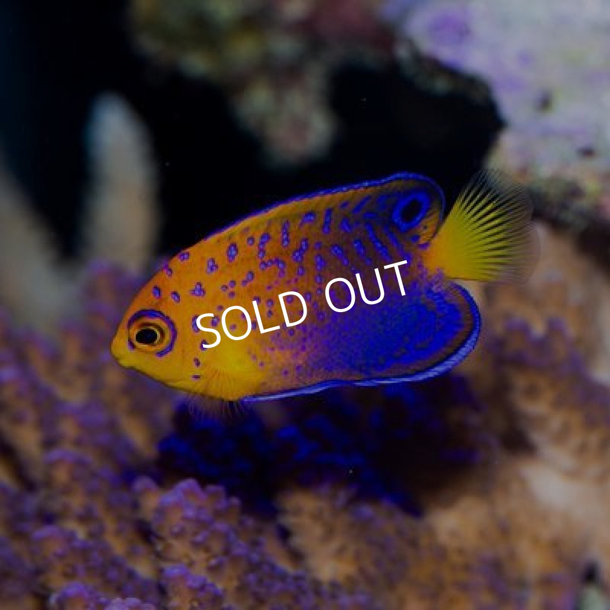 画像3: ■期間限定ポイント10倍■レンテンヤッコ ベビー (3)