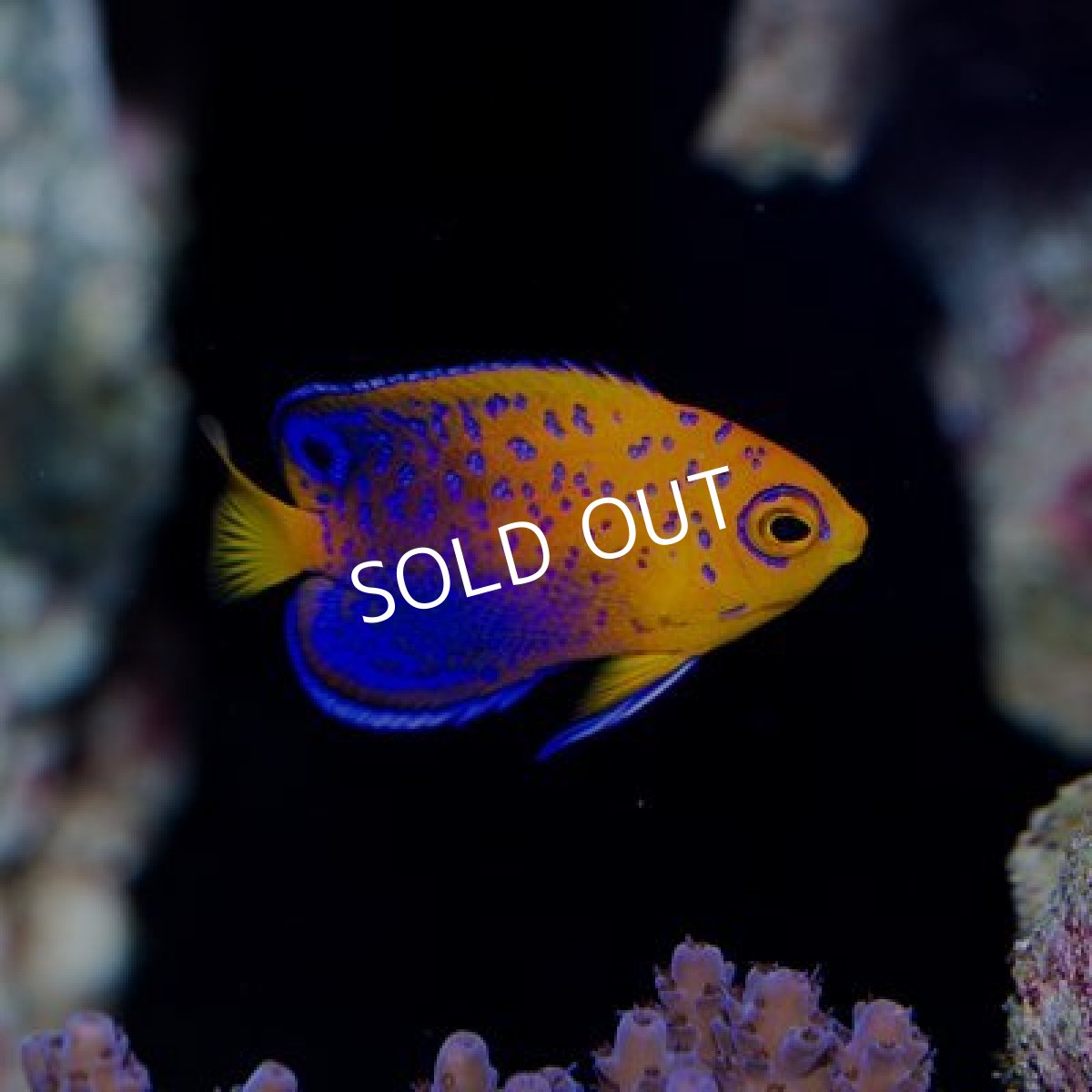 画像5: ■期間限定ポイント10倍■レンテンヤッコ ベビー (5)