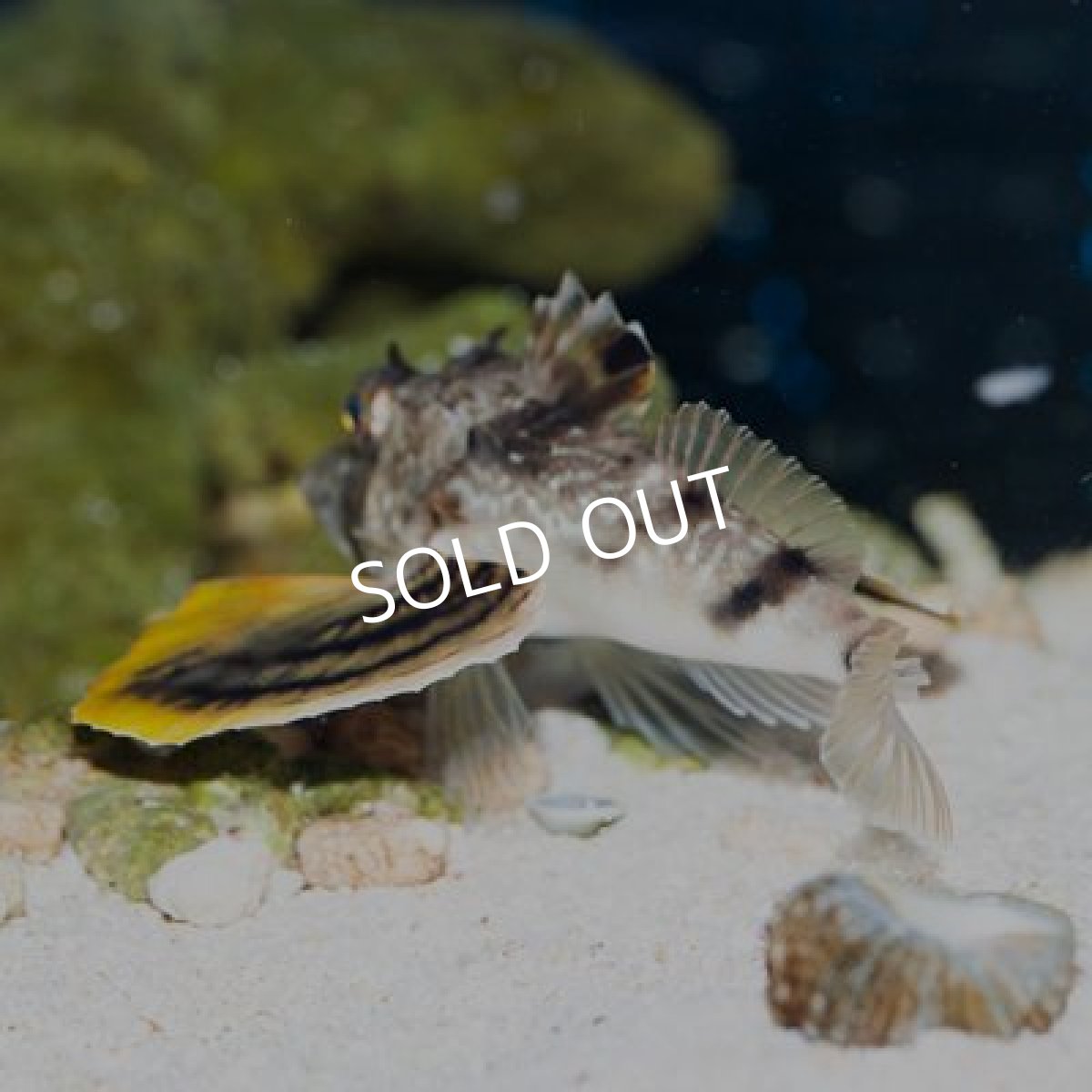 画像4: ビッグヘッドシーロビン (4)