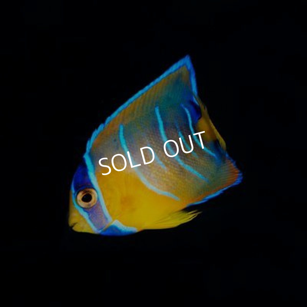 画像2: カリブ産　クイーンエンゼル　SM (2)