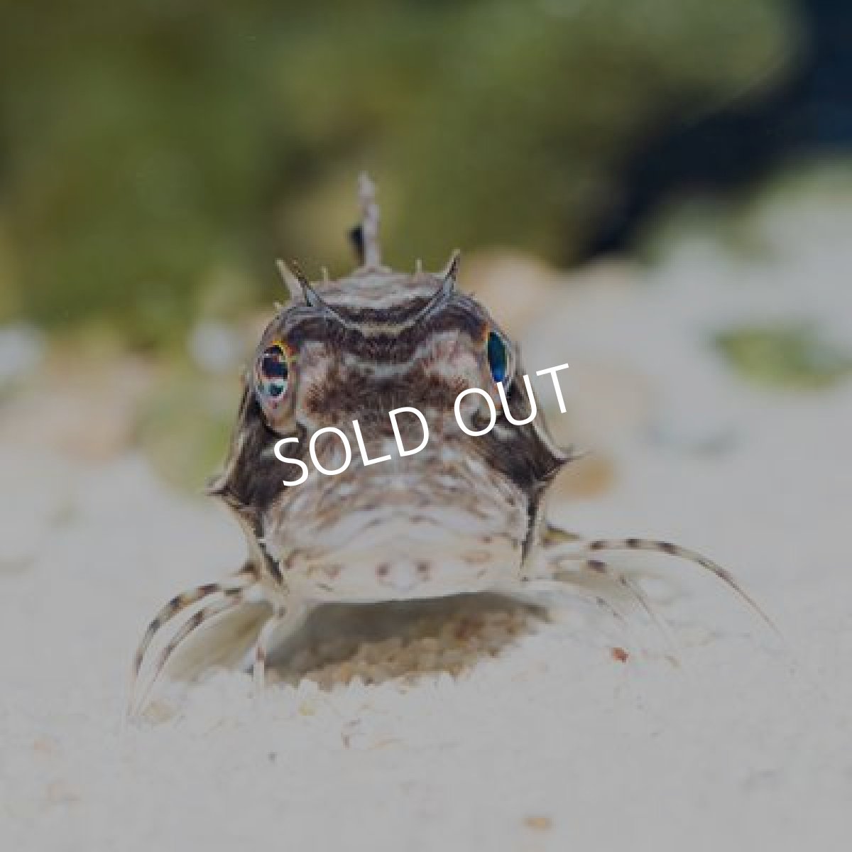 画像2: ビッグヘッドシーロビン (2)