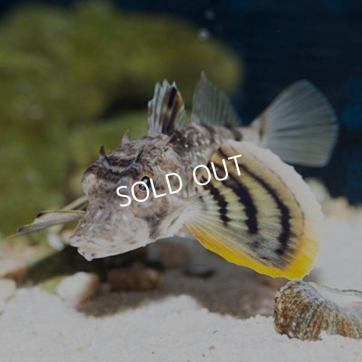 画像3: ビッグヘッドシーロビン (3)