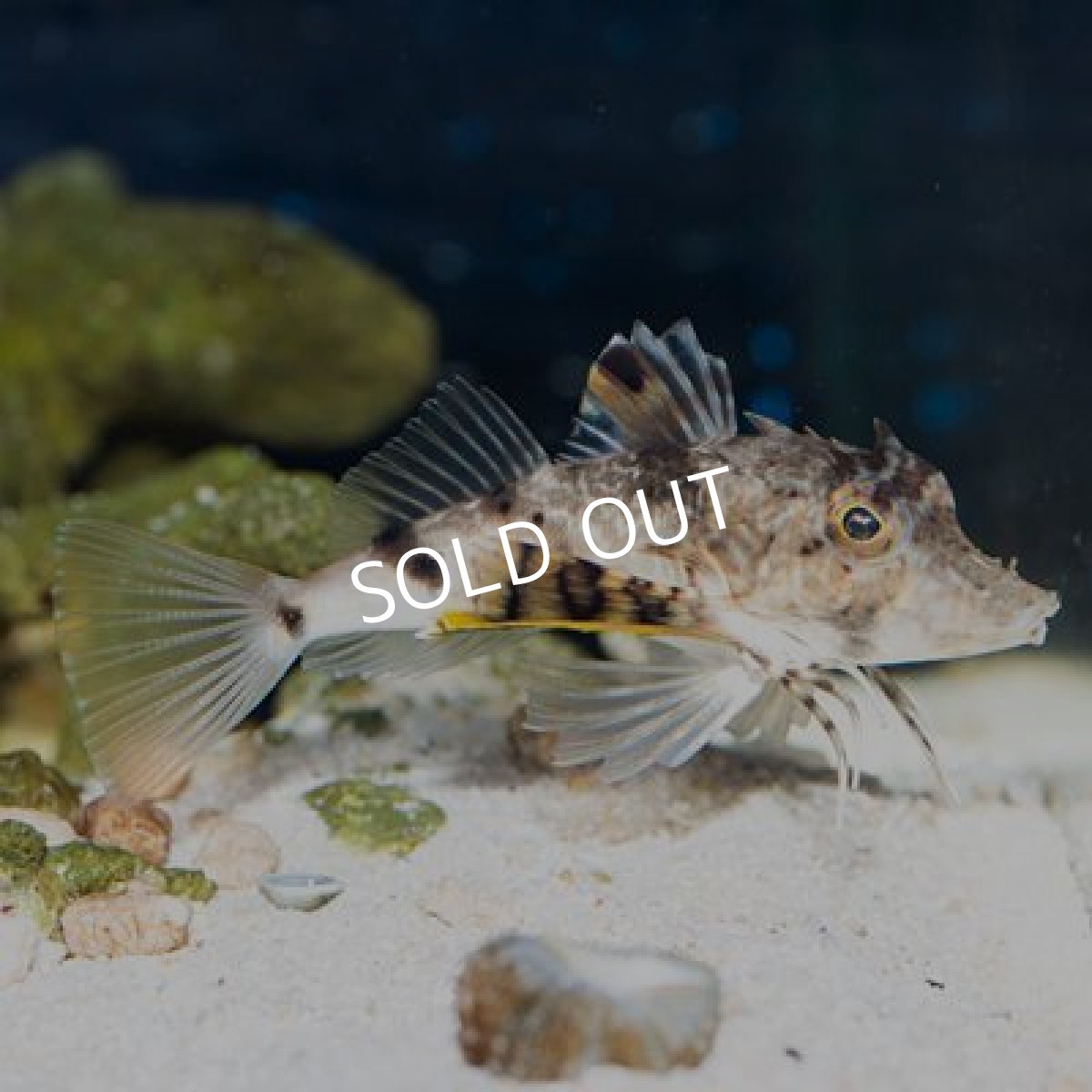 画像5: ビッグヘッドシーロビン (5)